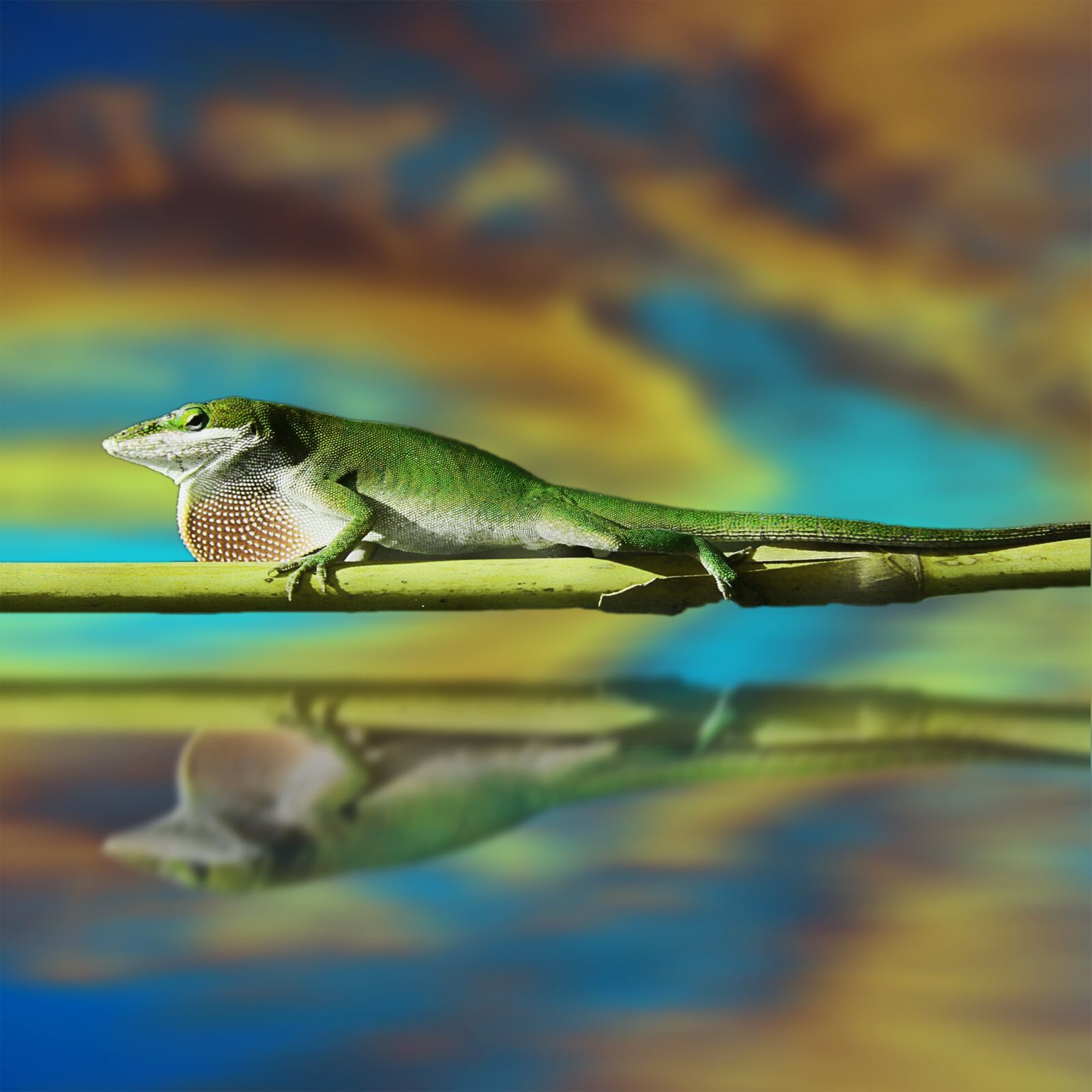 Nikon D200 sample photo. Lizard, salamander, reptile photography