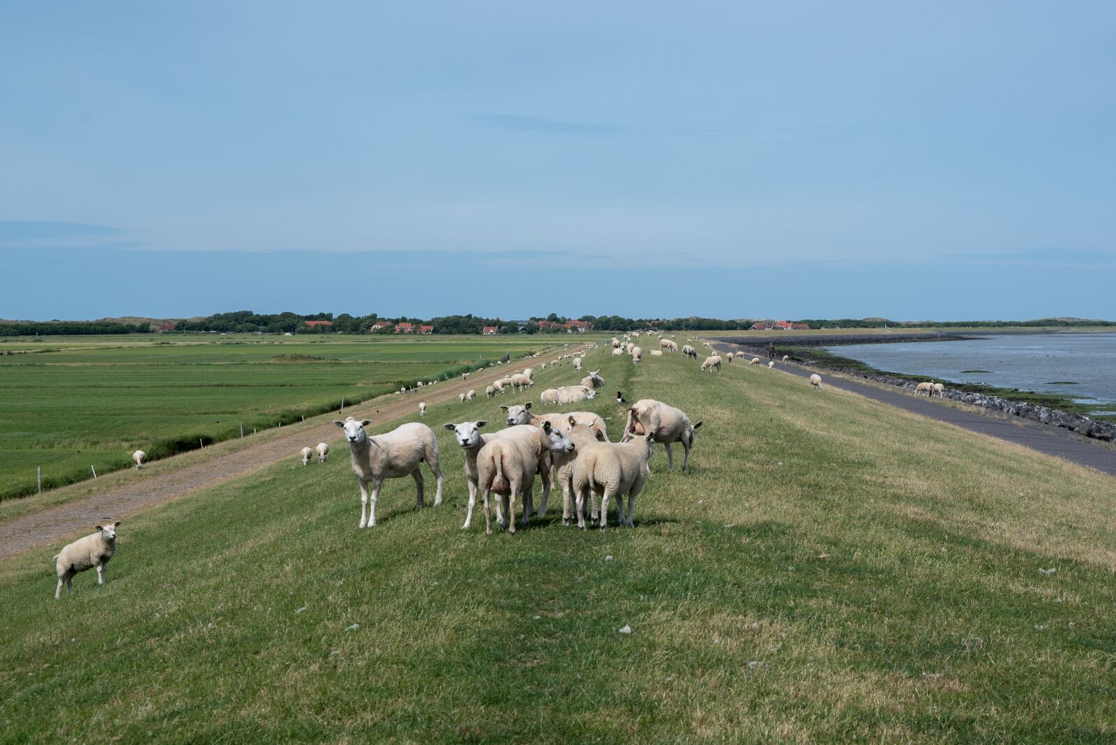 Nikon D750 sample photo. Sheep, grass, dikes photography