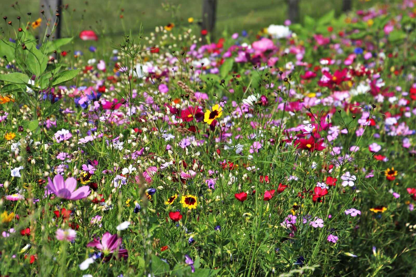 Canon EOS 80D sample photo. Wild flowers, meadow, plant photography