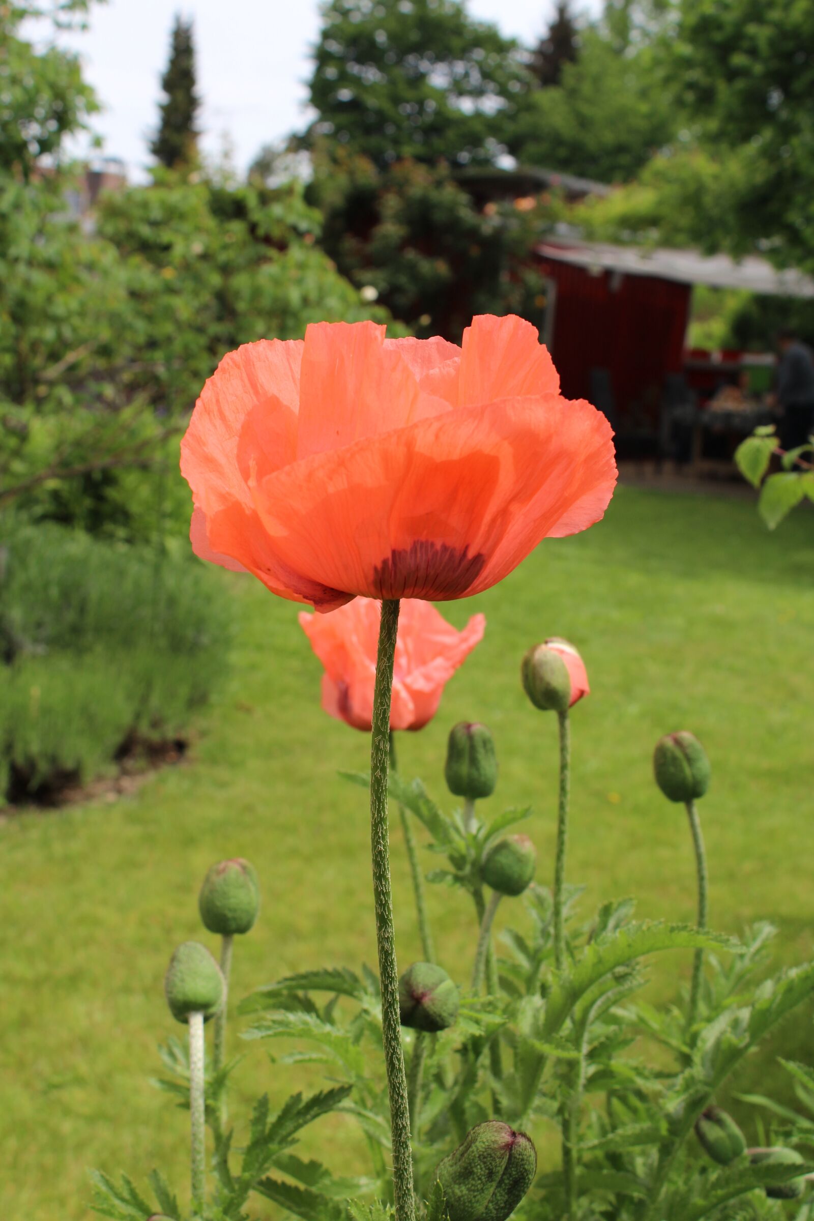 Canon EOS 1200D (EOS Rebel T5 / EOS Kiss X70 / EOS Hi) sample photo. Poppy, red, garden photography