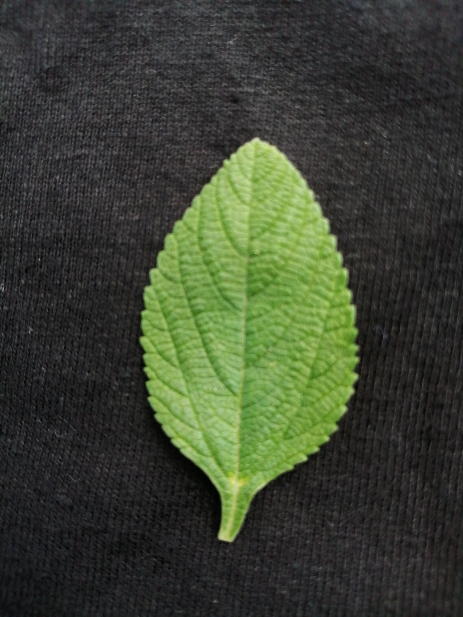HUAWEI POT-LX3 sample photo. Leaf, tree, plant photography