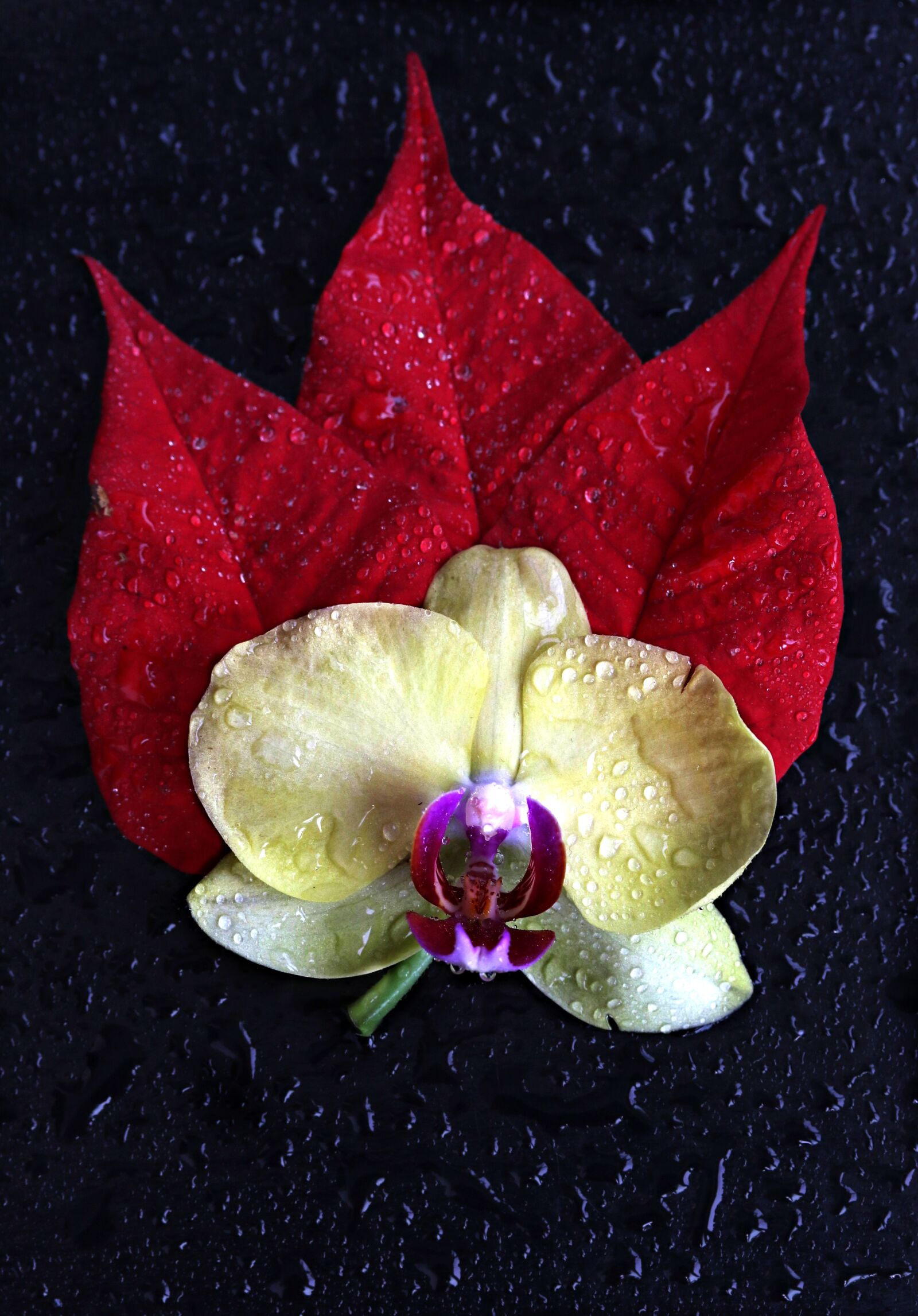 Canon EF-S 60mm F2.8 Macro USM sample photo. Orchid, yellow, leaves photography