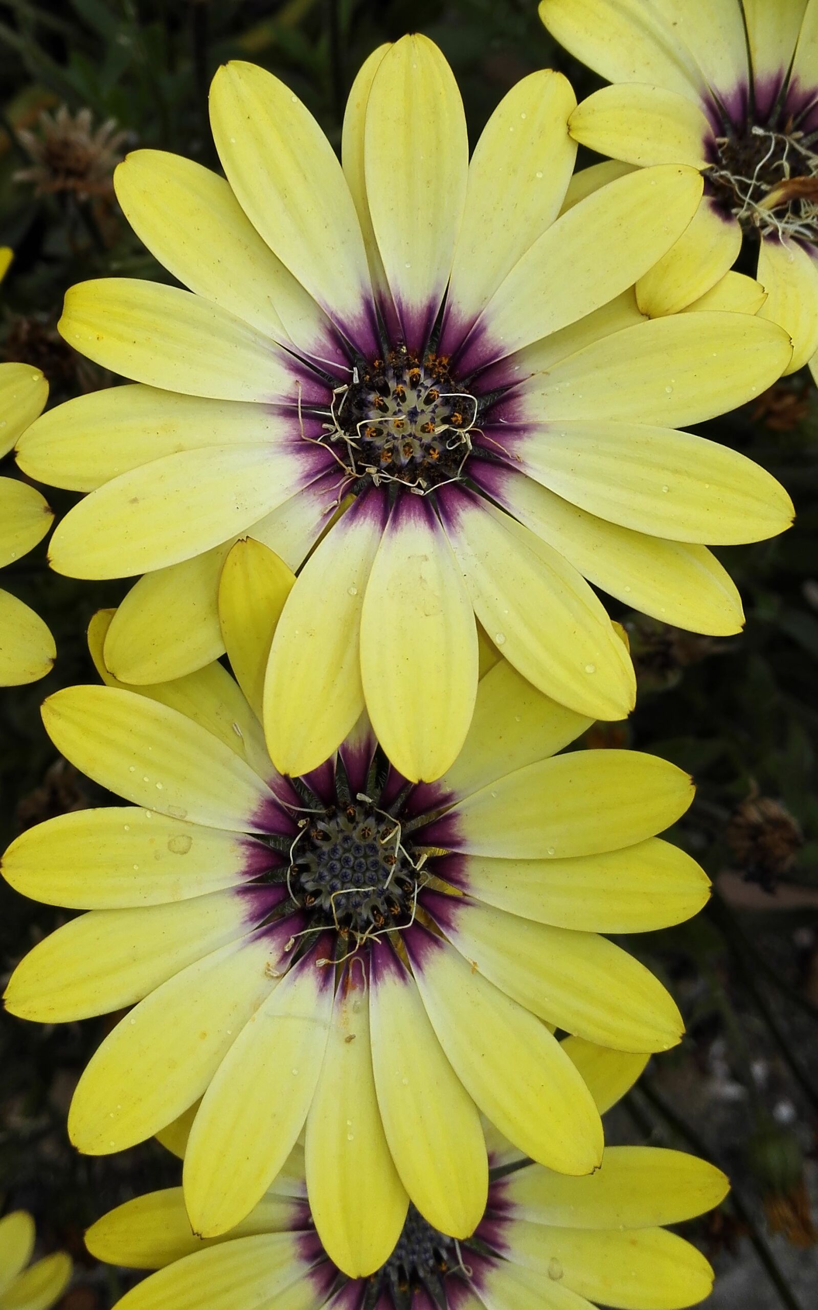 HUAWEI Mate 7 sample photo. African daisy, flower, yellow photography