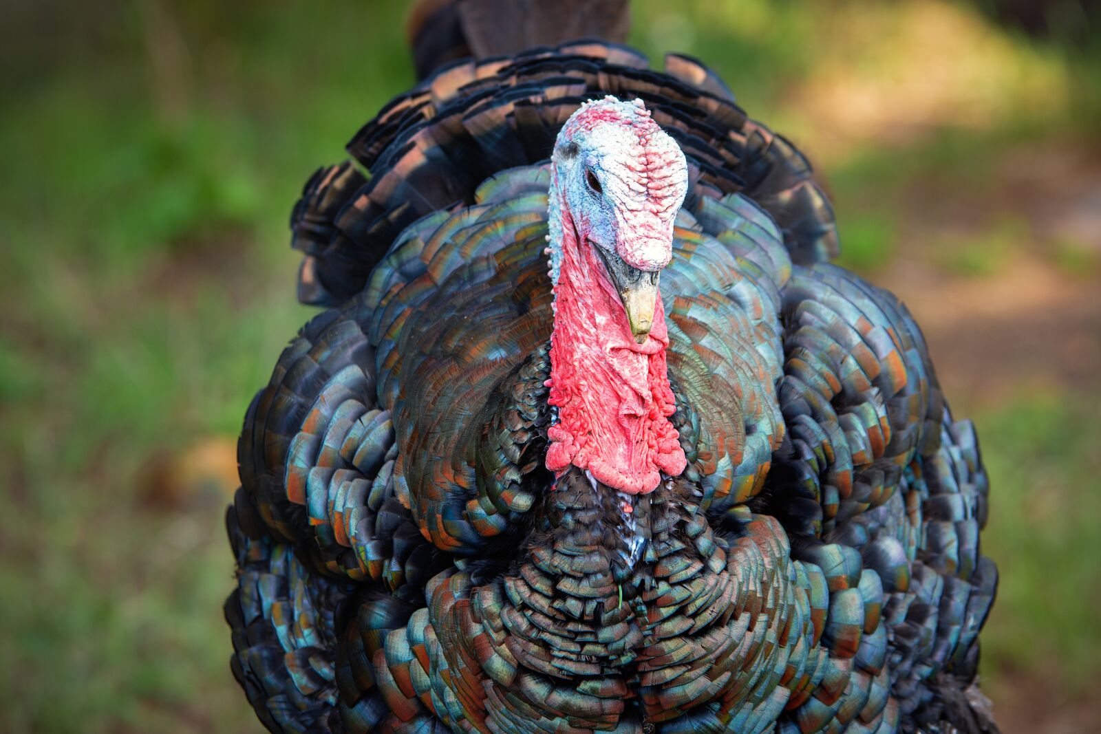 Nikon D7200 sample photo. Turkey, puter, bird photography