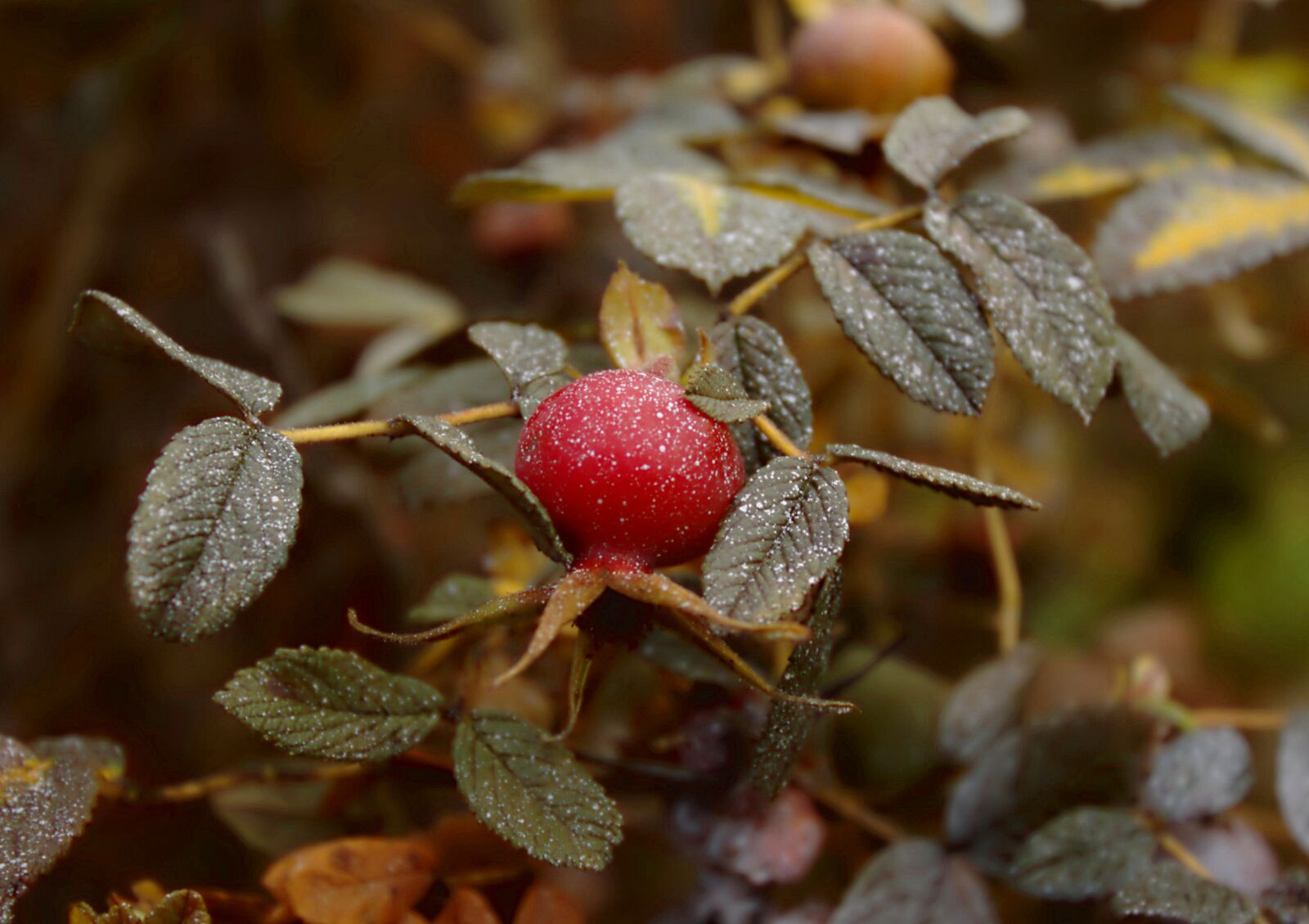 Canon EOS 1100D (EOS Rebel T3 / EOS Kiss X50) sample photo. Rose hip, autumn, rose photography