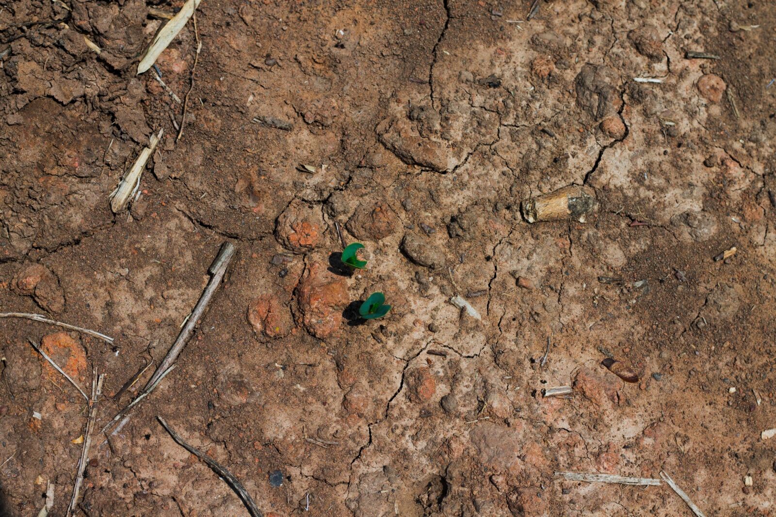 Canon EOS 1100D (EOS Rebel T3 / EOS Kiss X50) + Canon EF 50mm F1.8 STM sample photo. Soil, plant, green photography