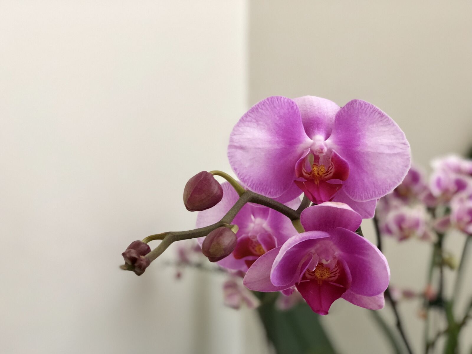 iPhone 8 Plus back dual camera 6.6mm f/2.8 sample photo. Flower, nature, plant photography