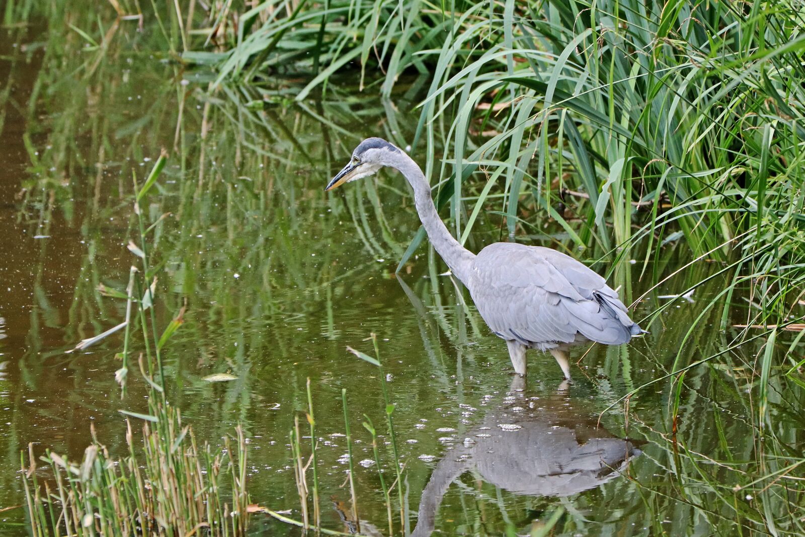 Canon EOS 80D sample photo. Heron, grey heron, bird photography