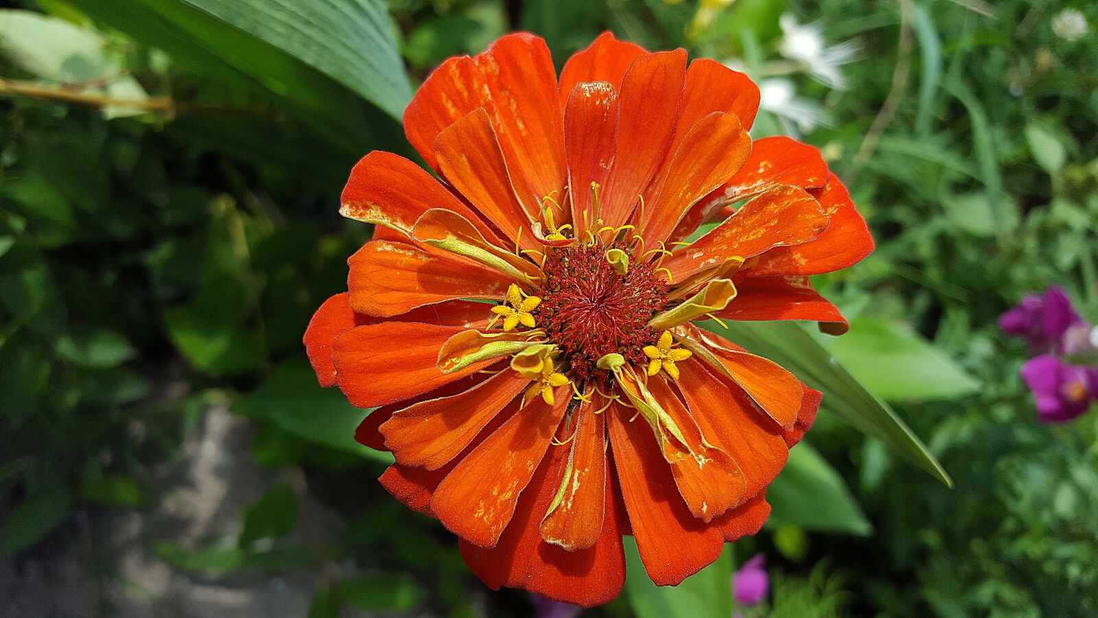 Samsung Galaxy S6 sample photo. Zinnia, orange zinnia, zinnia photography