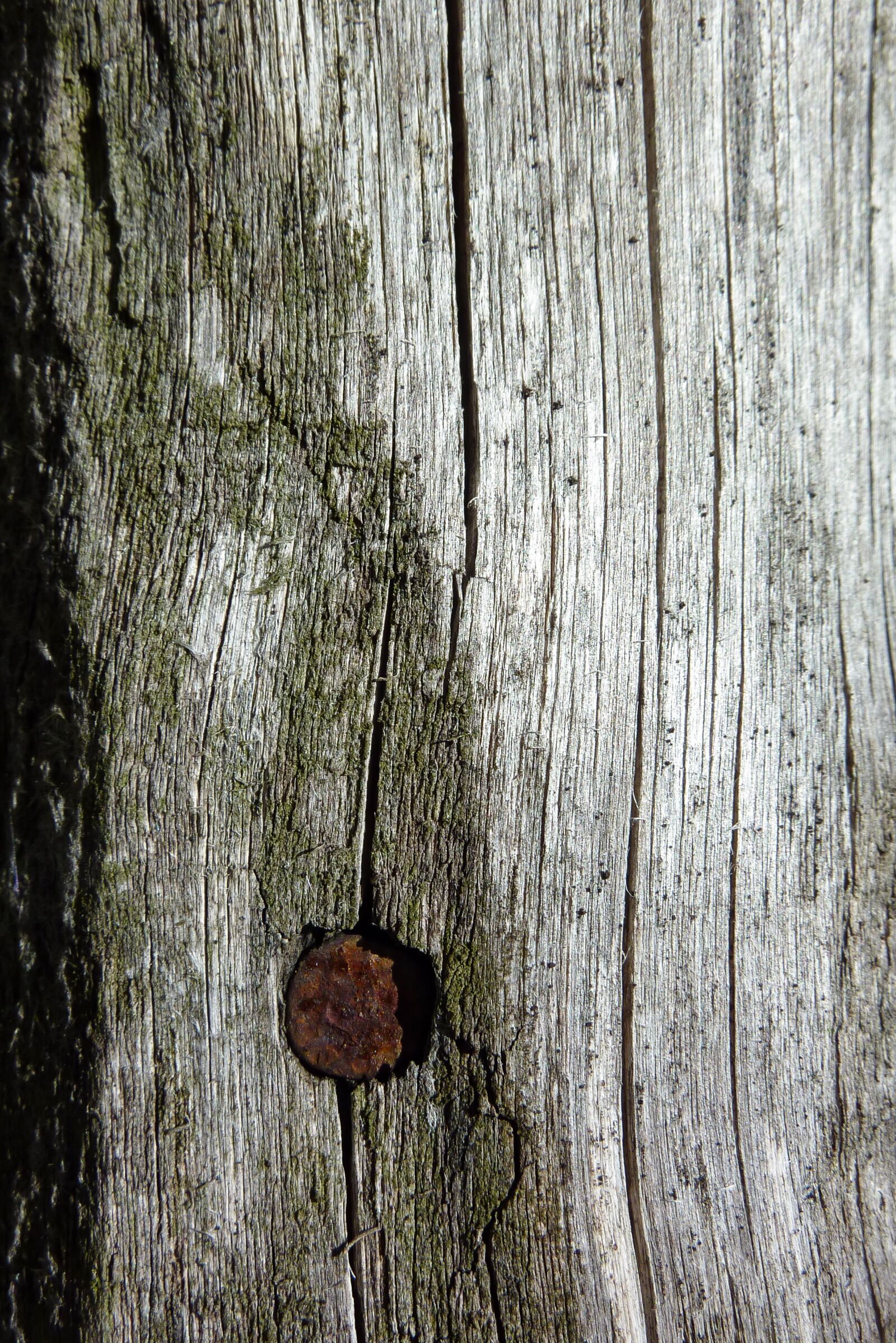 Panasonic DMC-TZ7 sample photo. Wood, particular, ancient photography
