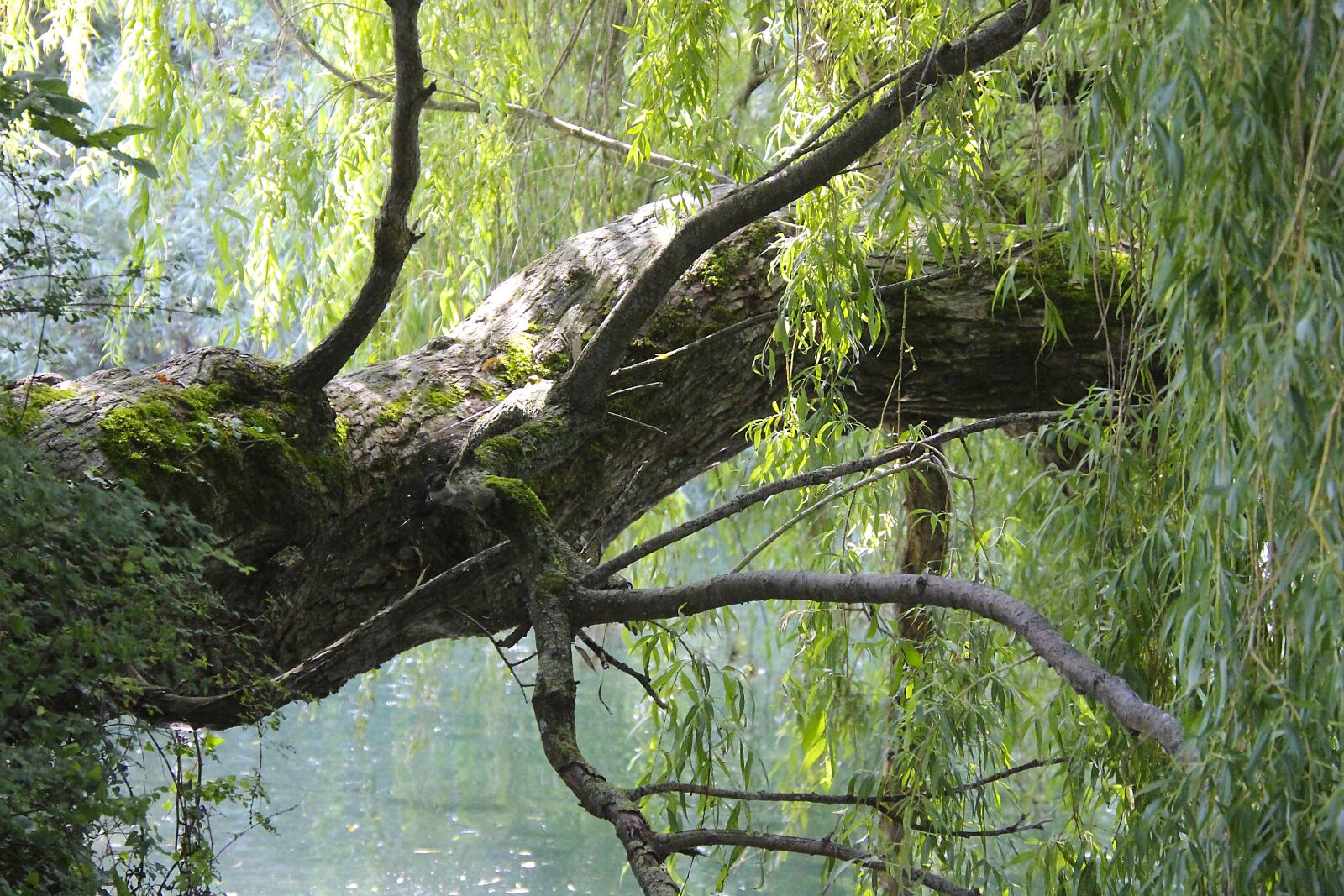 Canon EOS 700D (EOS Rebel T5i / EOS Kiss X7i) sample photo. Tree, water, nature photography