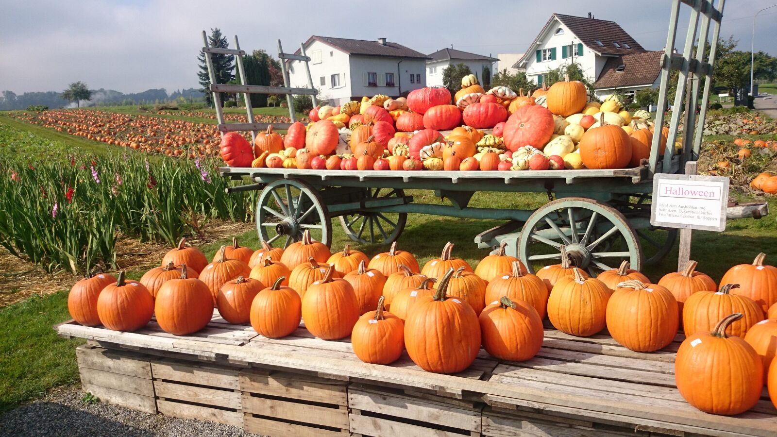 Sony Xperia Z1 Compact sample photo. Called rothmans, pumpkins, orange photography