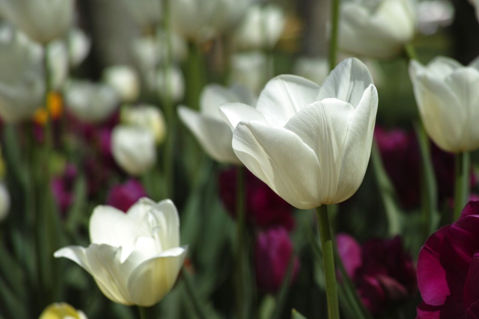 Sigma DP3 Merrill sample photo. Tulips, flower, tulip festival photography