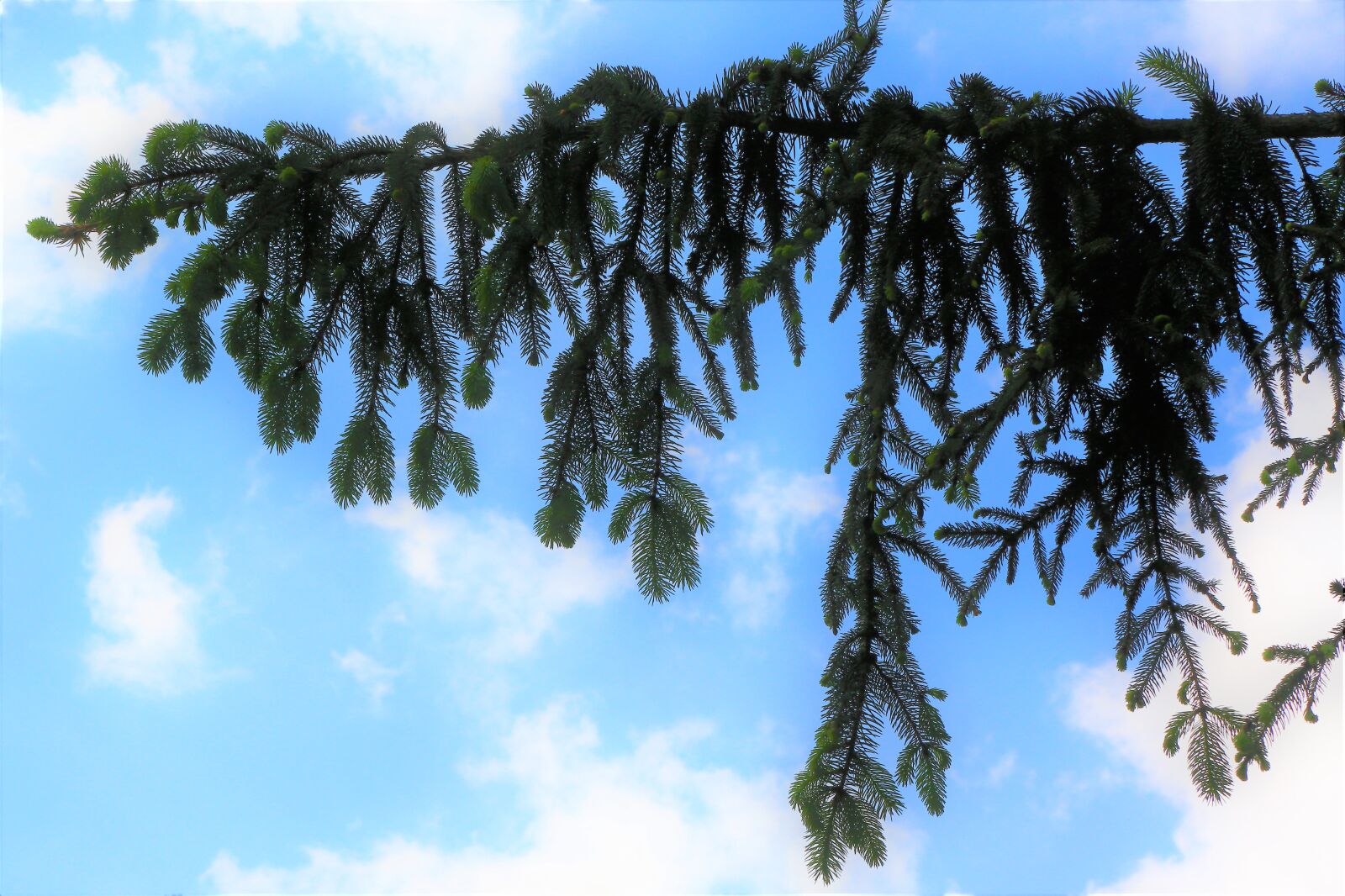 Canon EF 24-105mm F4L IS USM sample photo. Camdali, sky, nature photography