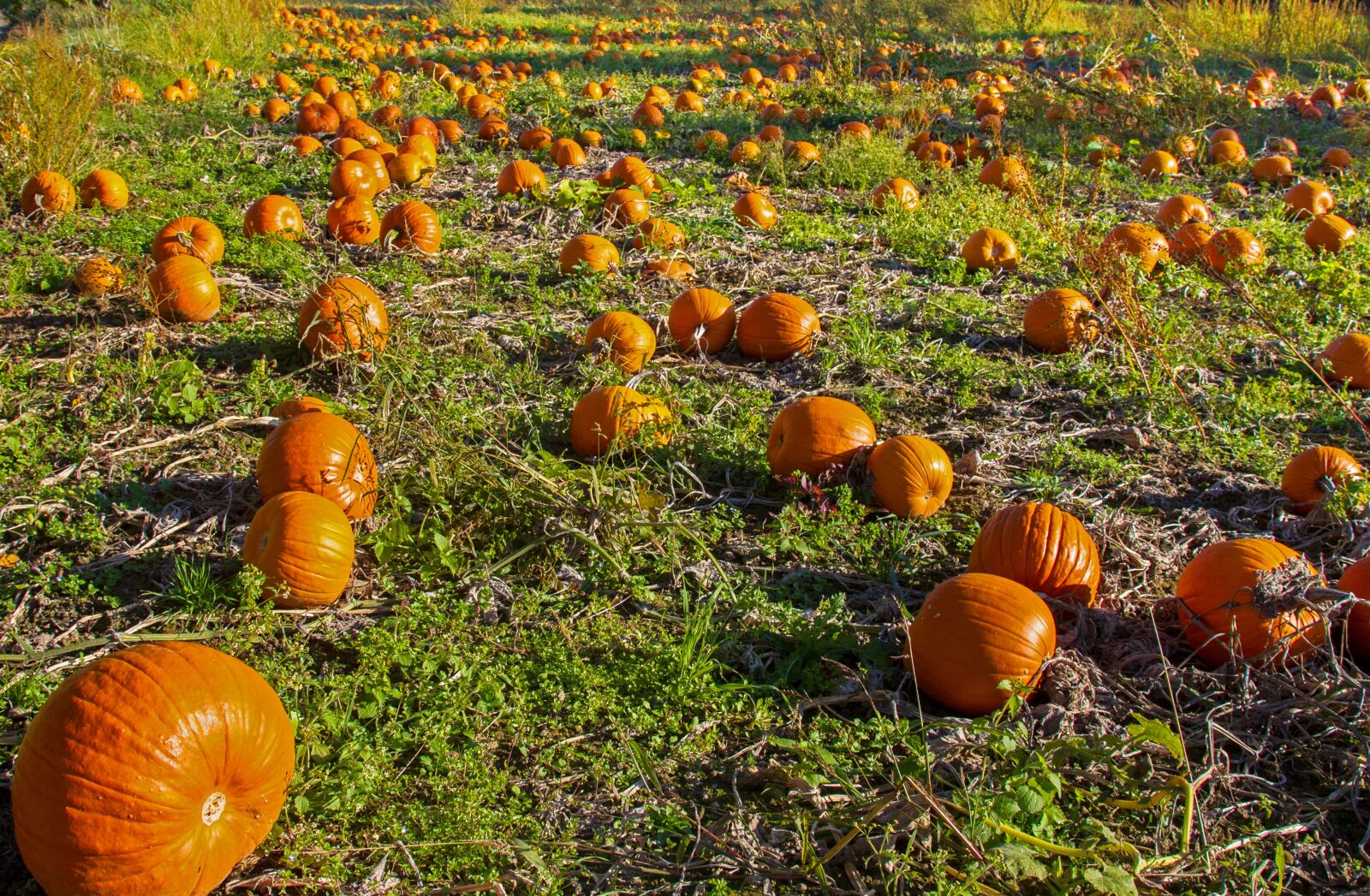 Canon EOS 7D sample photo. Pumpkin, pumpkin box, orange photography