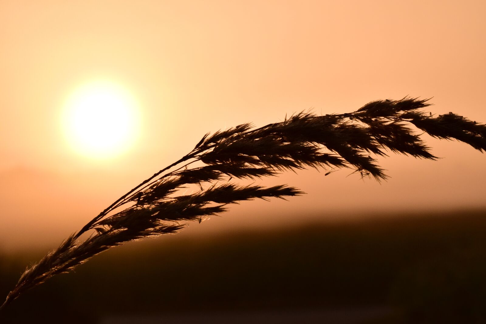 Nikon D3300 sample photo. Grass, backlighting, red photography