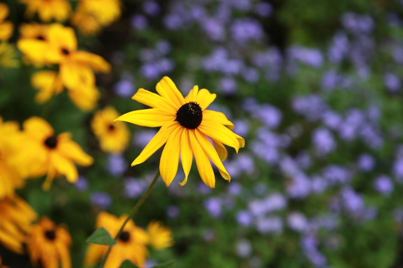 Canon EOS 6D + Canon EF 24-105mm F4L IS USM sample photo. Flowers, wildflower, nature photography