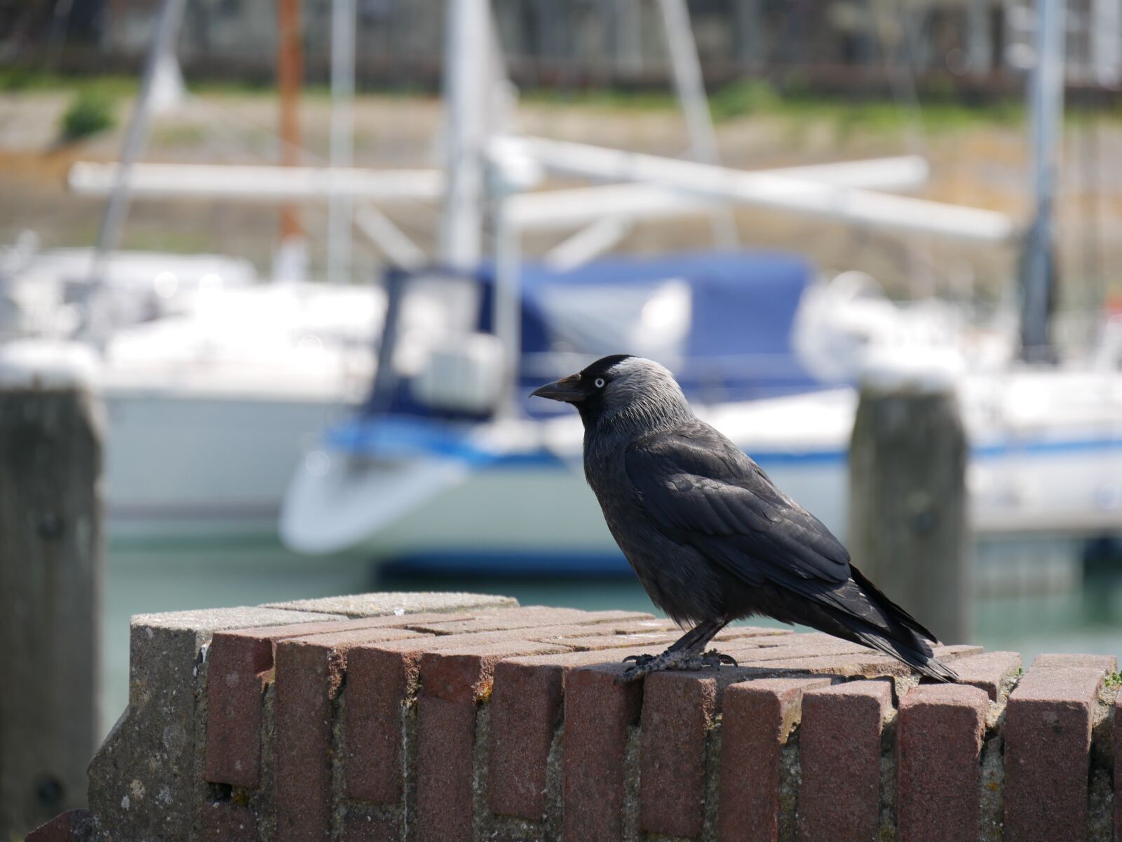 Panasonic DMC-G70 sample photo. Bird, harbor, water photography