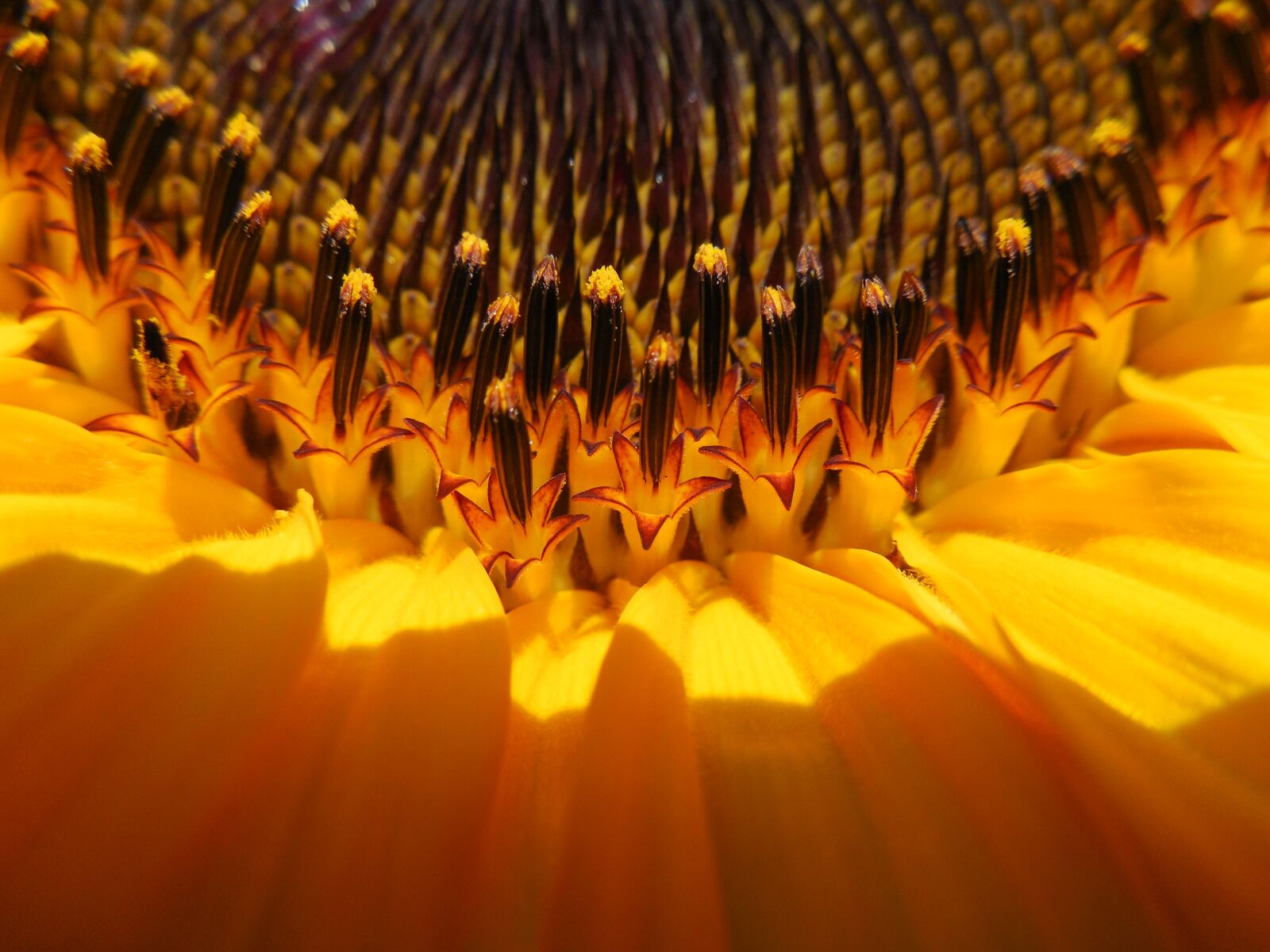 Nikon COOLPIX L620 sample photo. Sunflower, detail, flower photography