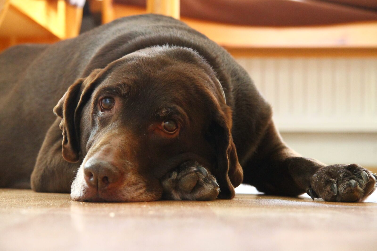 Canon EF-S 17-85mm F4-5.6 IS USM sample photo. Labrador, brown, chocolate photography