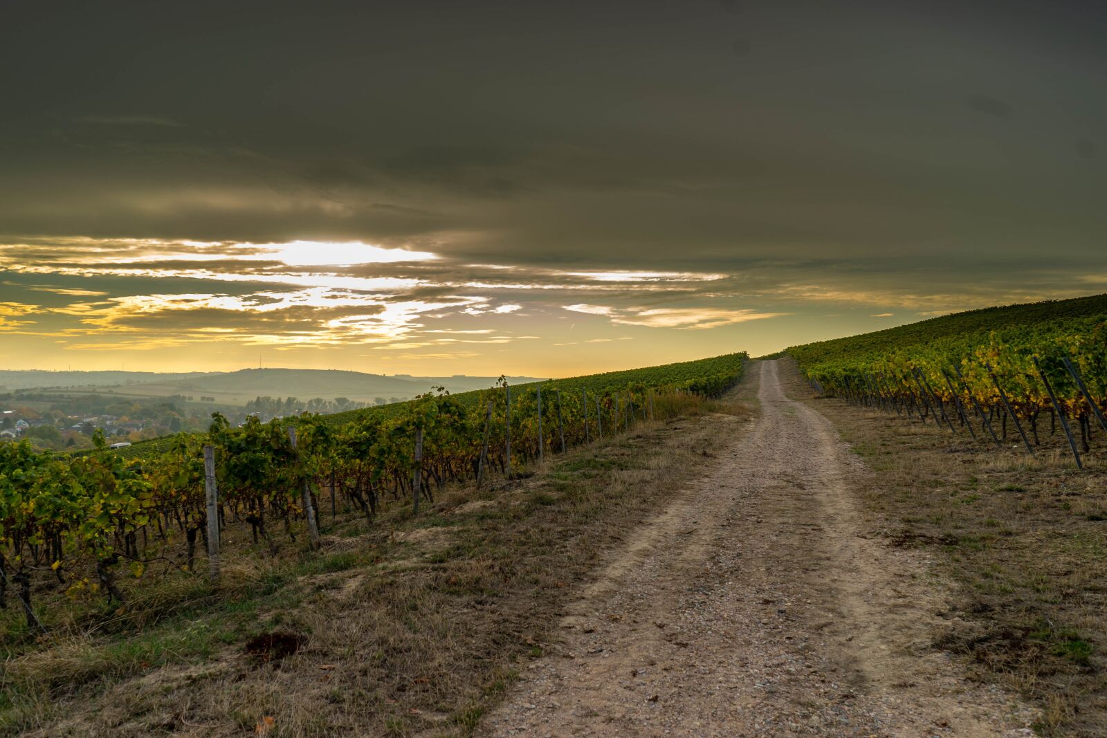 Sony a7 + Sony FE 28mm F2 sample photo. Away, vineyards, vineyard photography