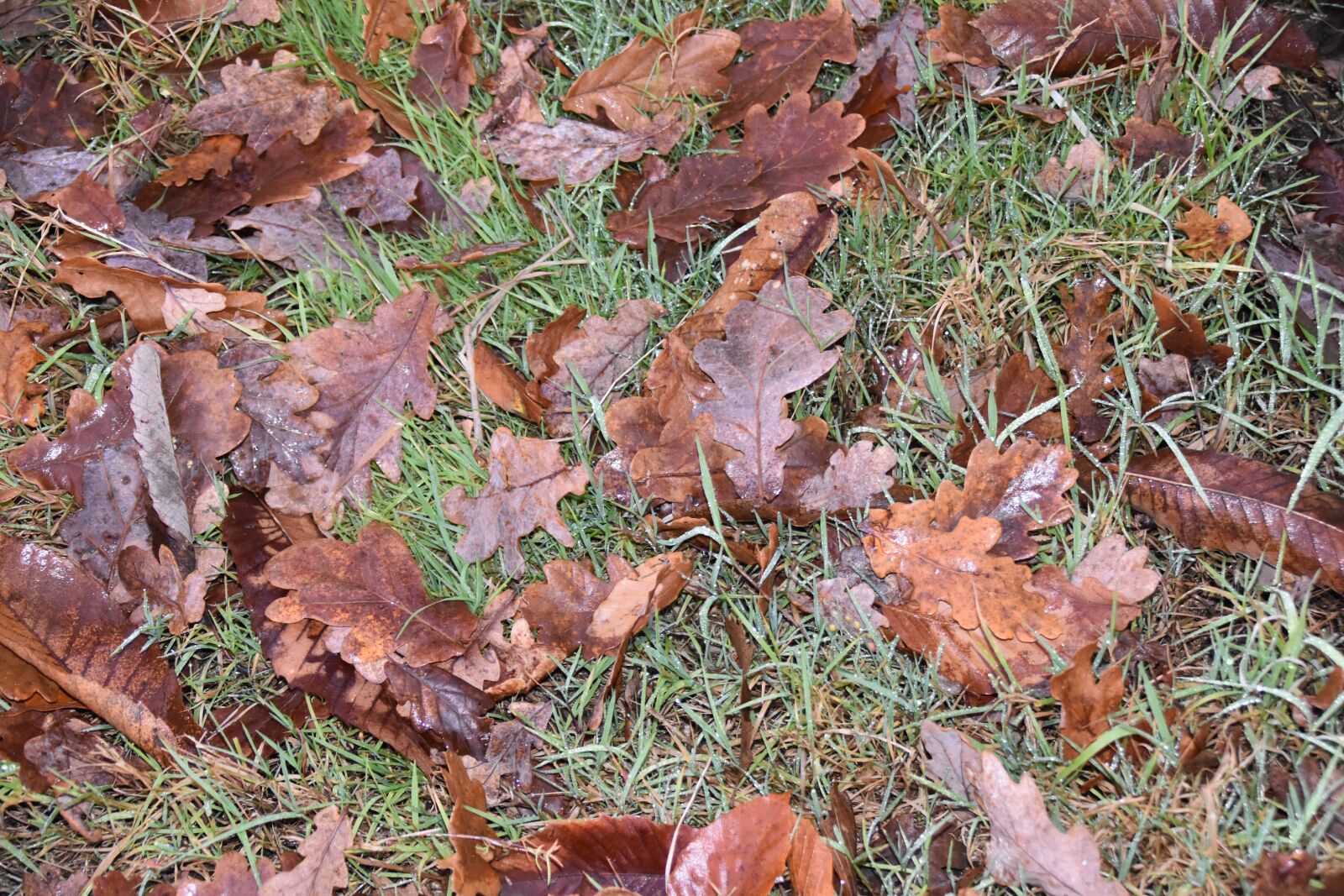 Nikon D5600 sample photo. Leaves, colors fall, wet photography