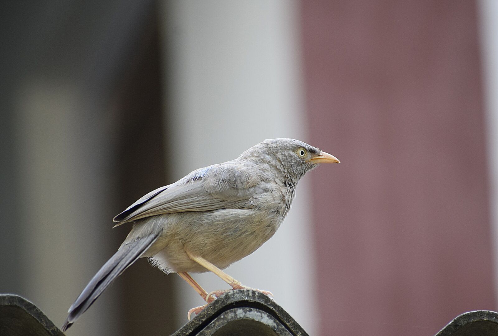Nikon D3300 sample photo. Bird, beak, feather photography