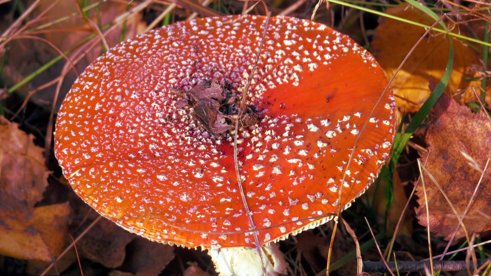 Canon PowerShot SX50 HS sample photo. Mushroom, amanita, red photography