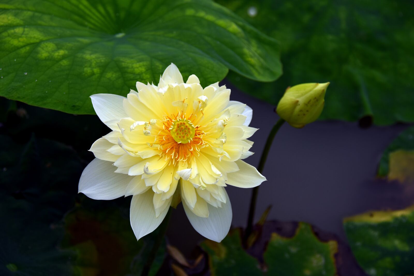 Nikon D7200 sample photo. Lotus flowers, red, nice photography