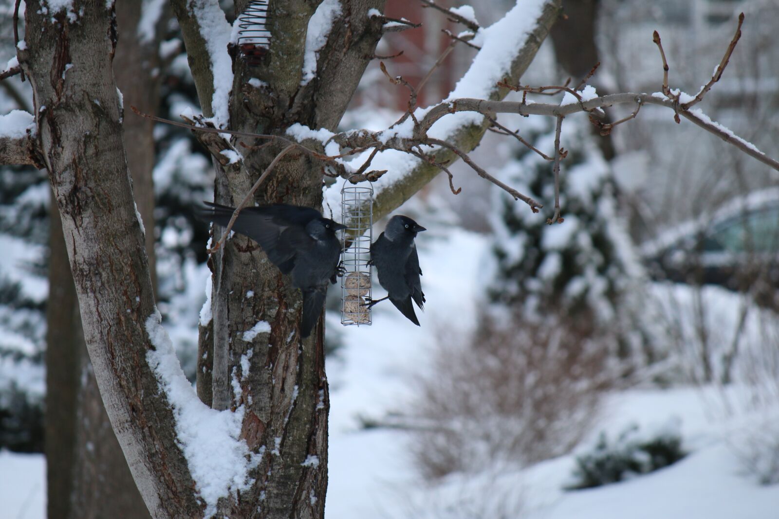 Canon EOS 70D + Canon EF-S 55-250mm F4-5.6 IS sample photo. Jackdaw, bird, winter photography