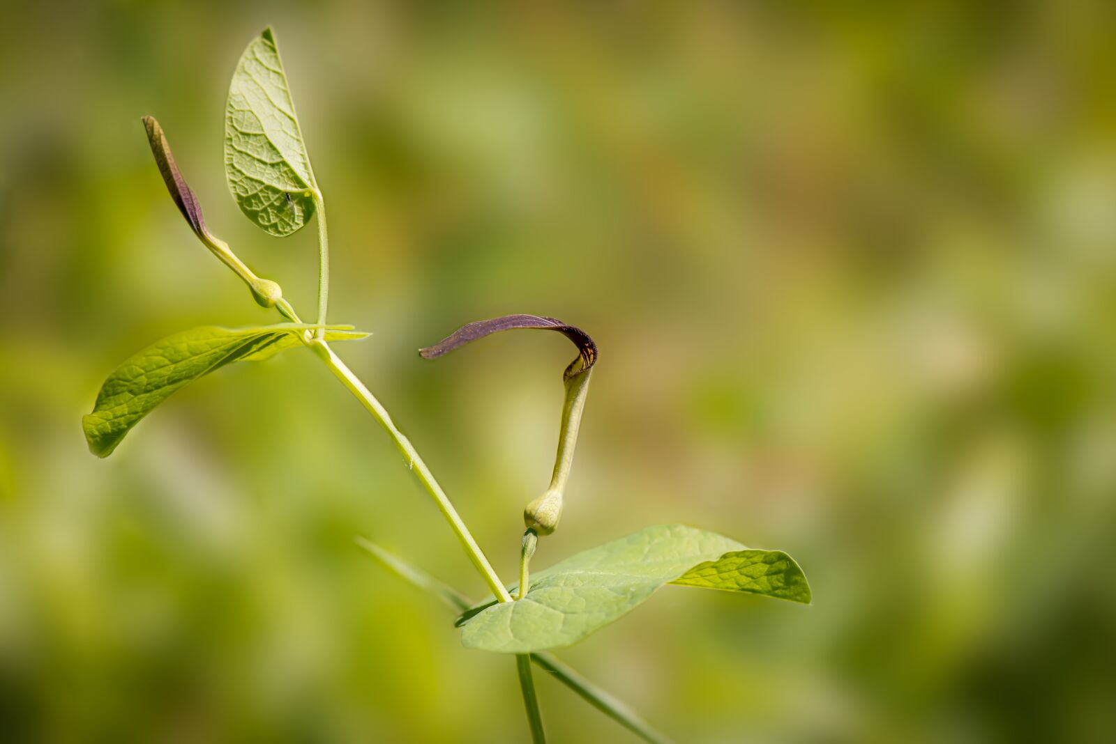 Nikon D800 sample photo. Aristolochia rotunda, brown flower photography