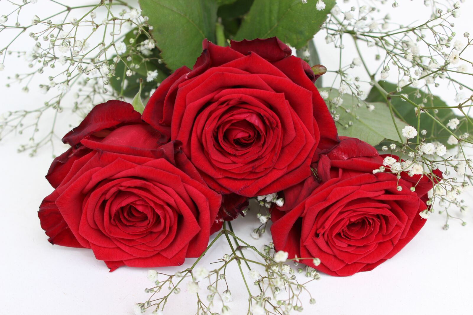 Canon EOS 600D (Rebel EOS T3i / EOS Kiss X5) sample photo. Roses, red, flower photography