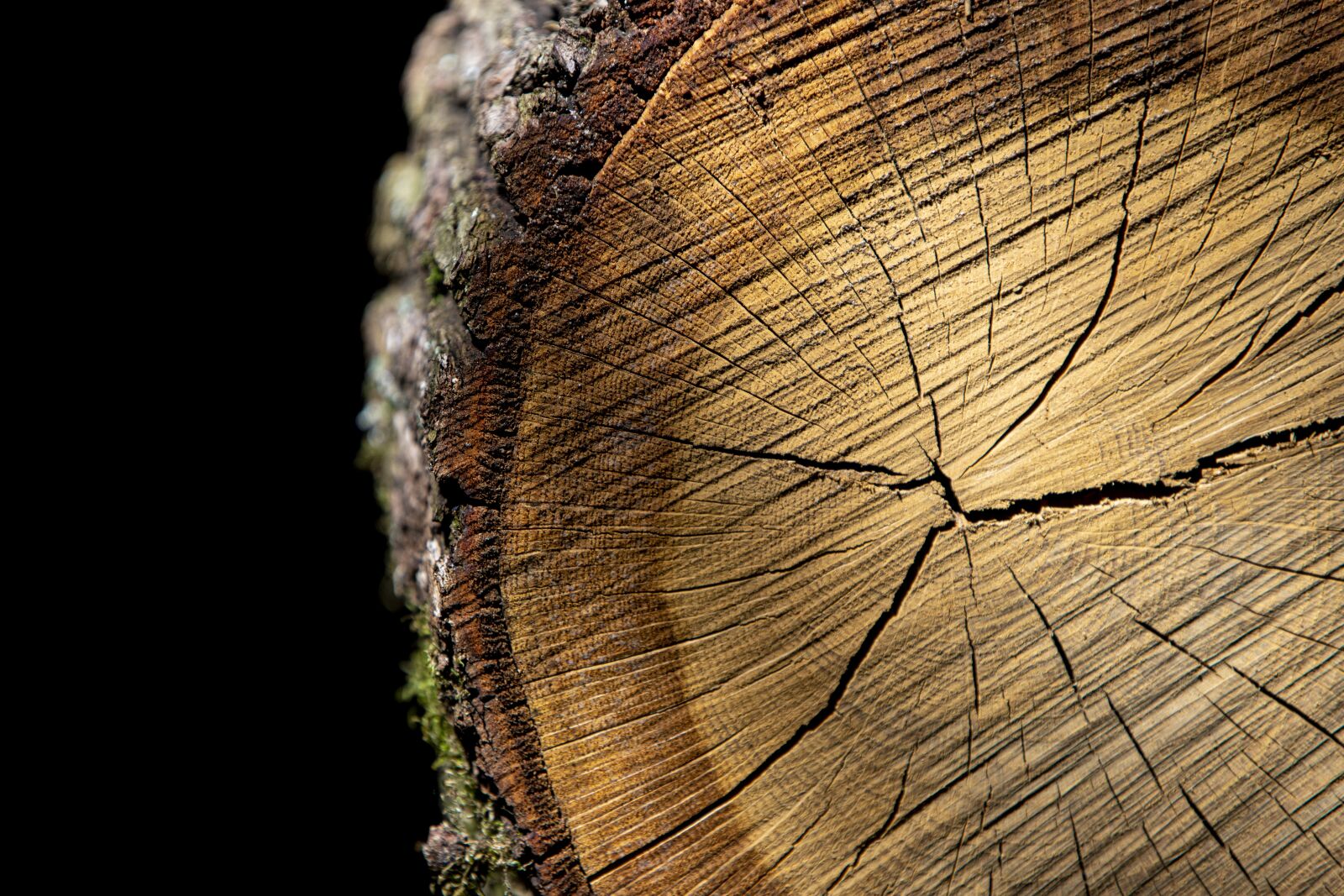 Sigma 70-200mm F2.8 EX DG OS HSM sample photo. Wood, trunk, material photography