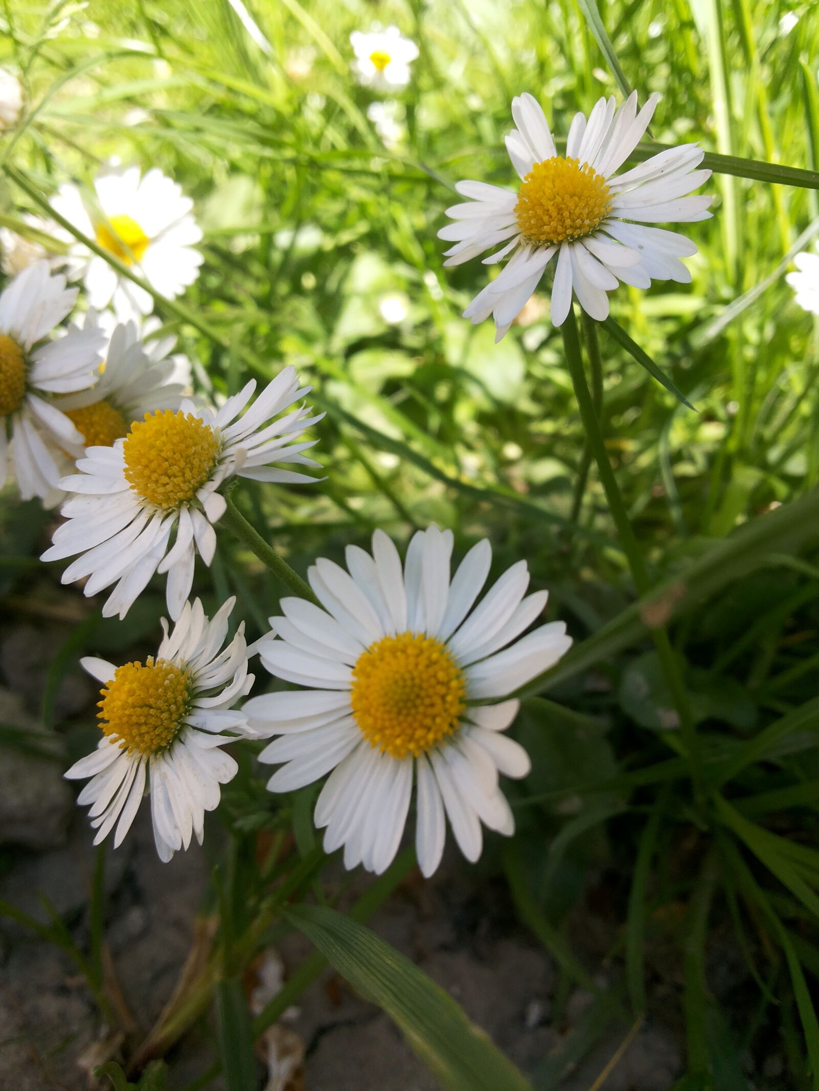 Samsung Galaxy Grand Duos sample photo. Flowers, daisy, spring photography