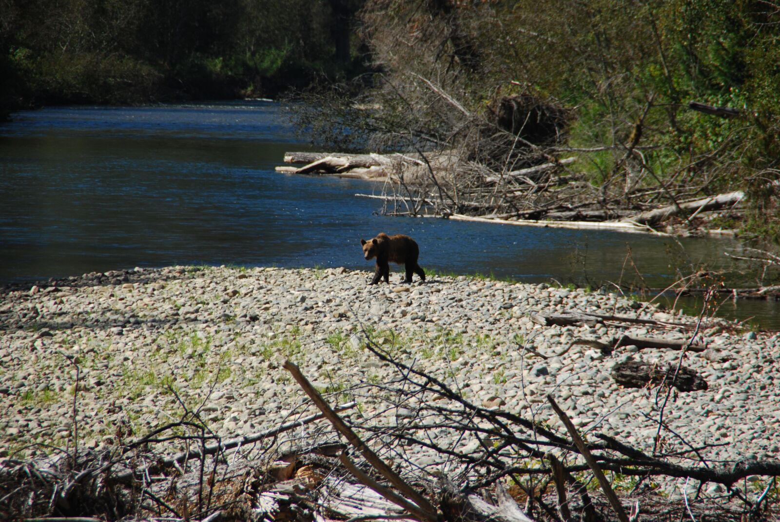 Nikon D60 sample photo. Bear, river, free photography