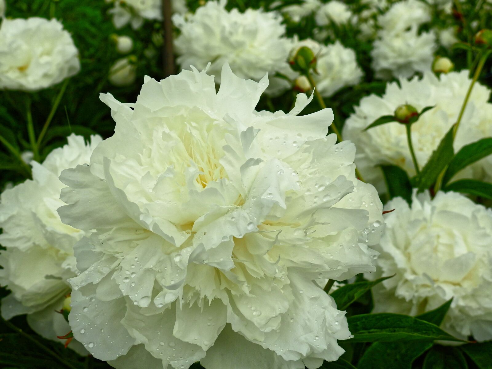 Nikon Coolpix P900 sample photo. Flower, blossom, bloom photography