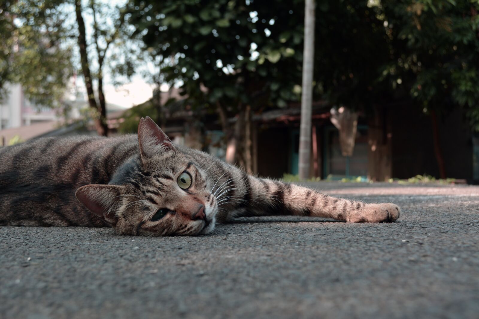 Nikon D5200 sample photo. Cat, lay, the wildcats photography