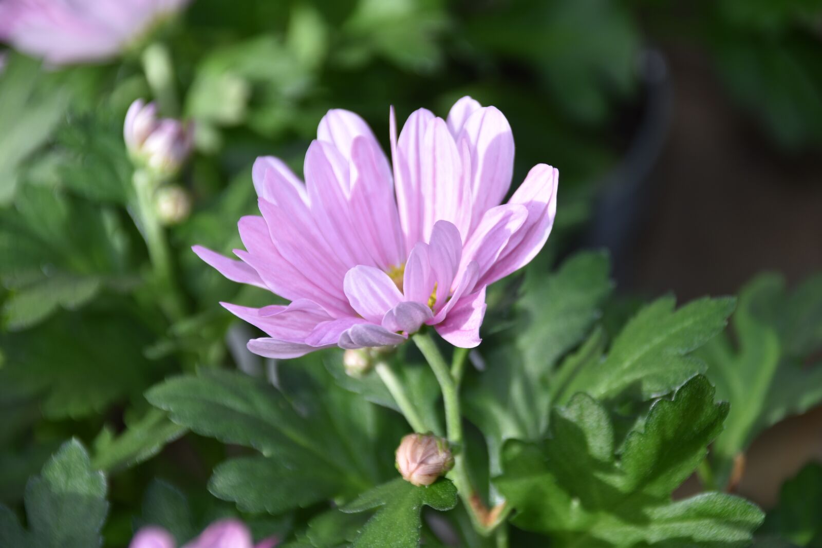 Nikon D5600 sample photo. Flower, pink flower, plant photography