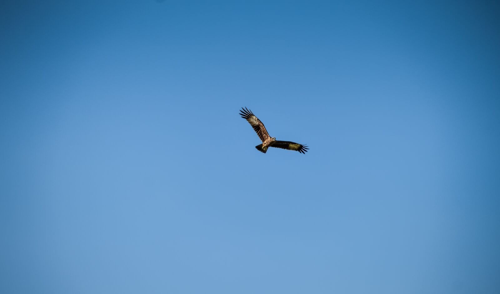Nikon D3200 sample photo. Bird, nature, beautiful photography