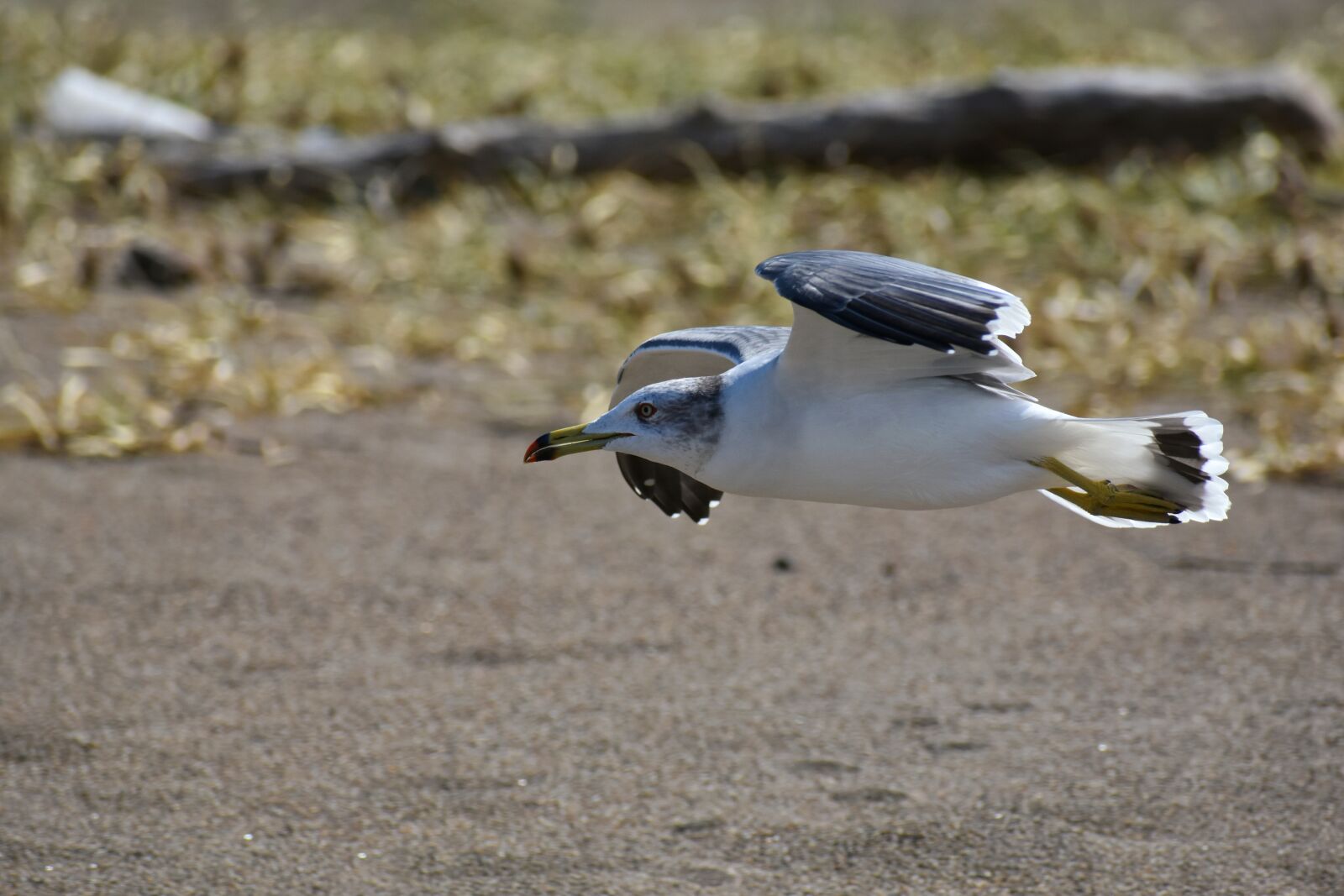 Nikon D7200 sample photo. Animal, sea, beach photography