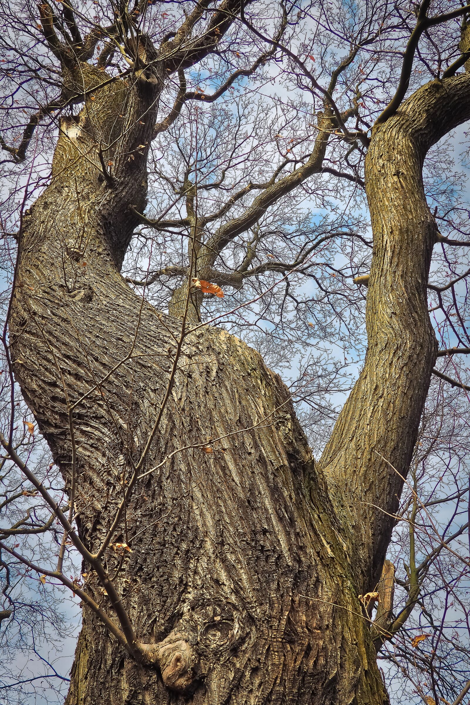 Olympus OM-D E-M10 sample photo. Trees, old, old tree photography