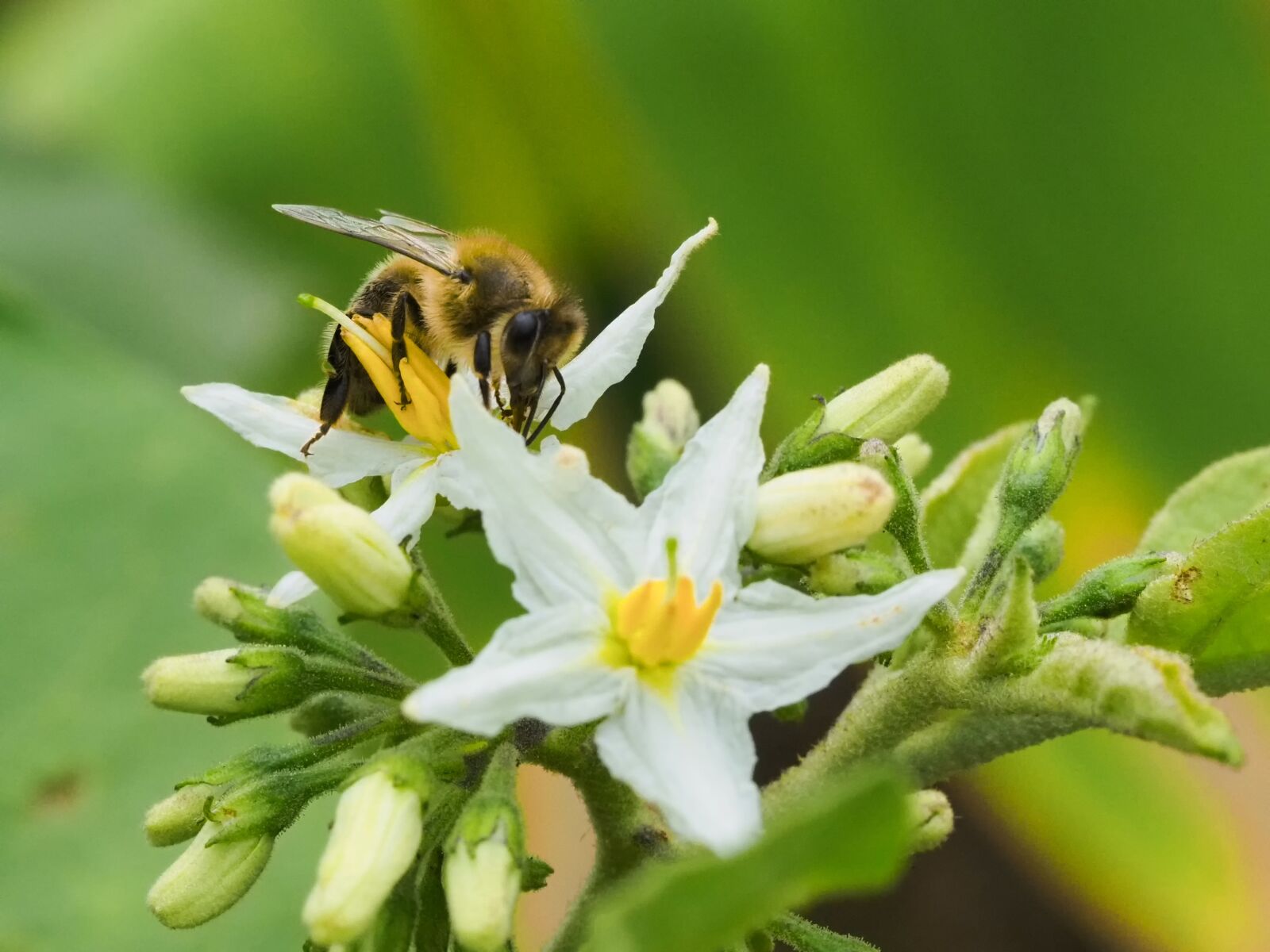 Olympus OM-D E-M1 Mark II sample photo. Macro, flower, bee photography
