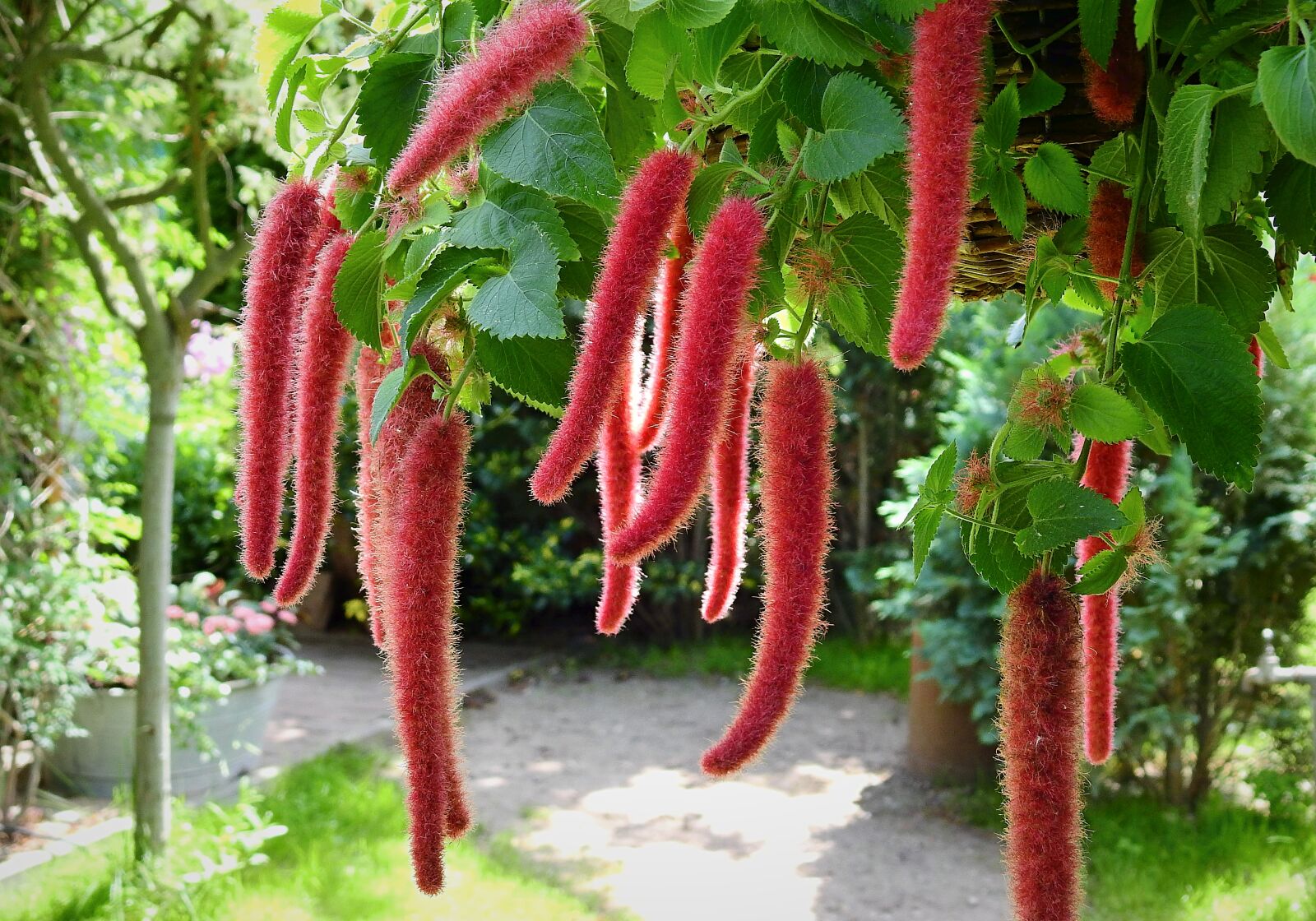 Nikon Coolpix P900 sample photo. Garden, plants, flowers photography