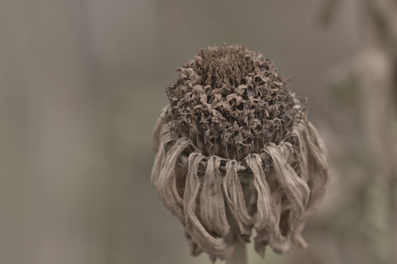 Nikon D5200 sample photo. Flower, blossom, bloom photography