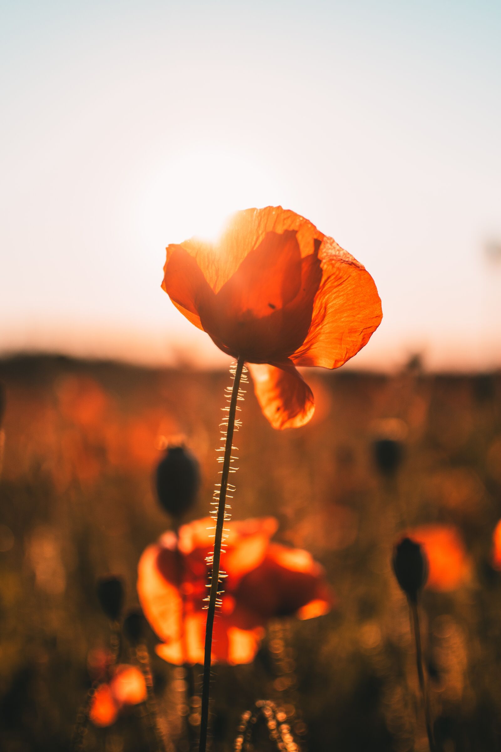 Nikon D5300 sample photo. Poppy, field west, sun photography