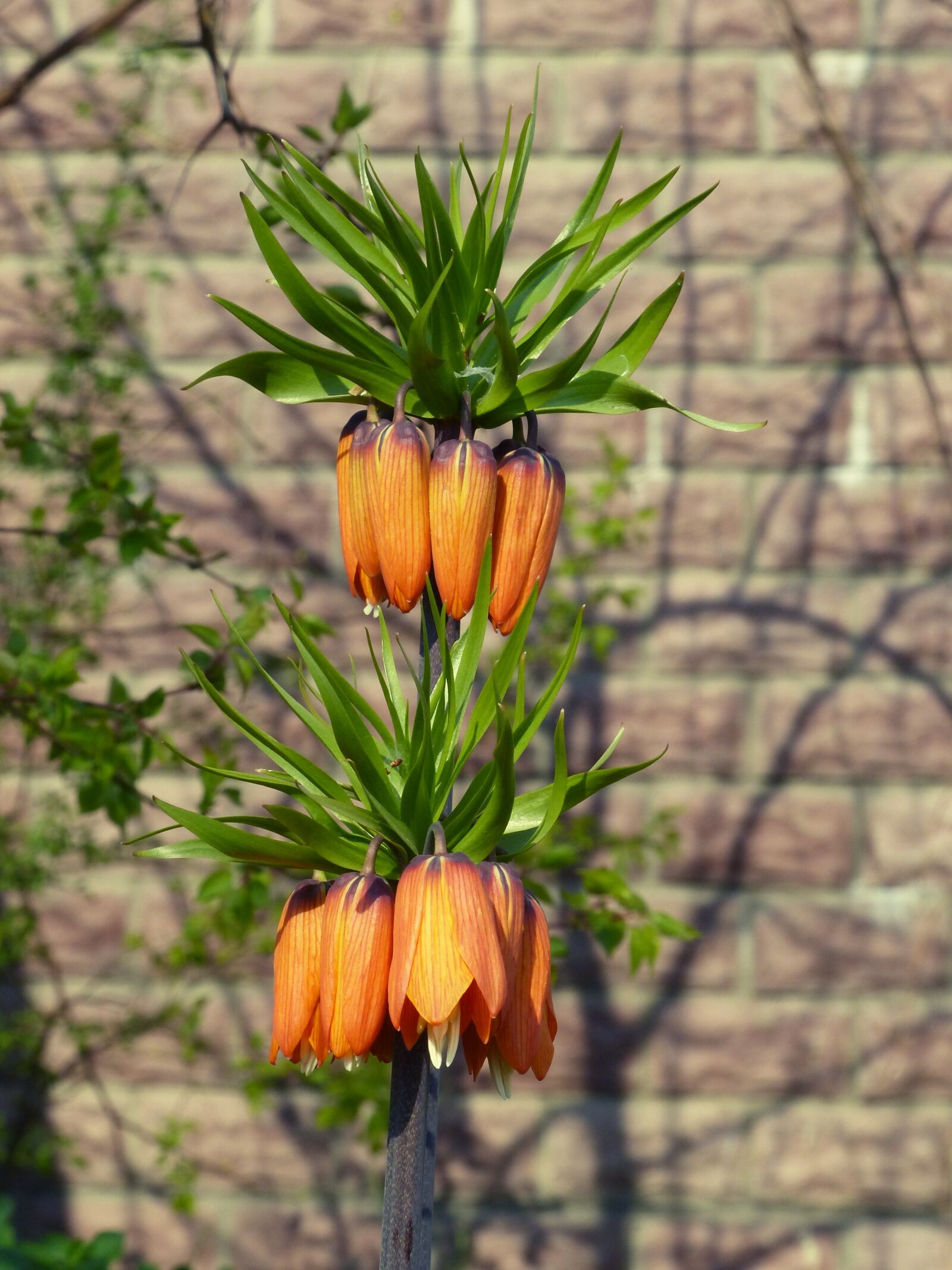 Panasonic Lumix DMC-FZ200 sample photo. Flowers, the imperial fritillary photography