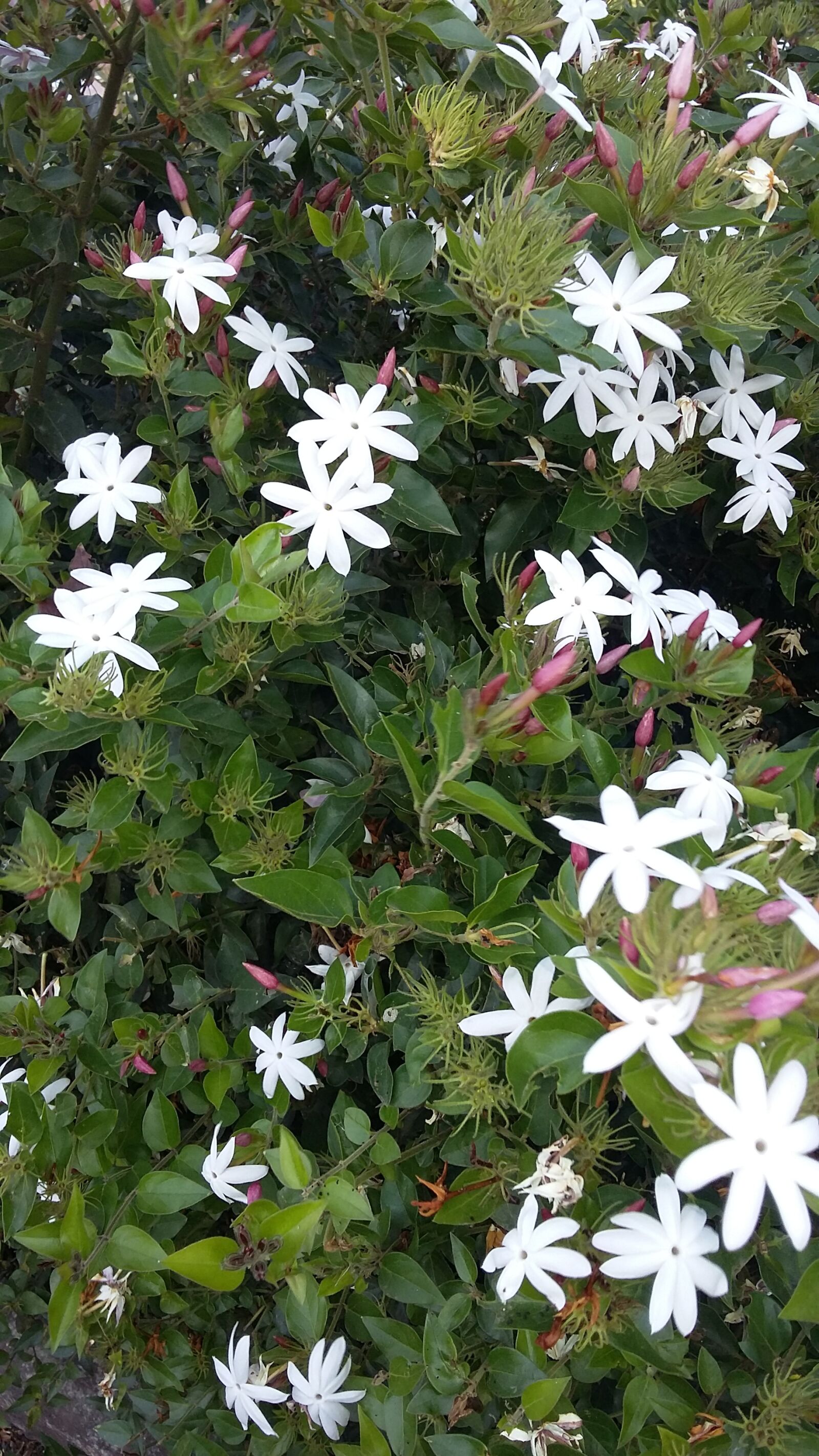 Samsung Galaxy Grand Prime sample photo. Jasmine, flowers, summer photography