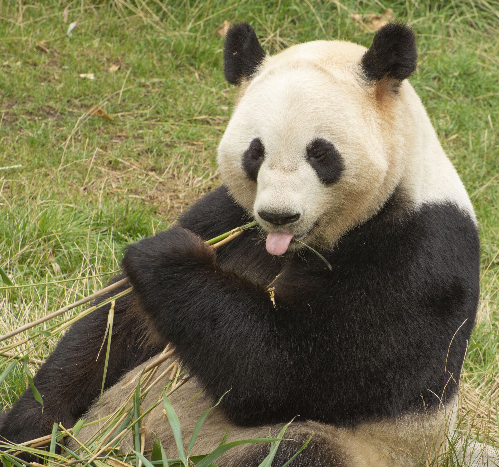 Nikon D7100 sample photo. Panda, bjørn, bamboo photography