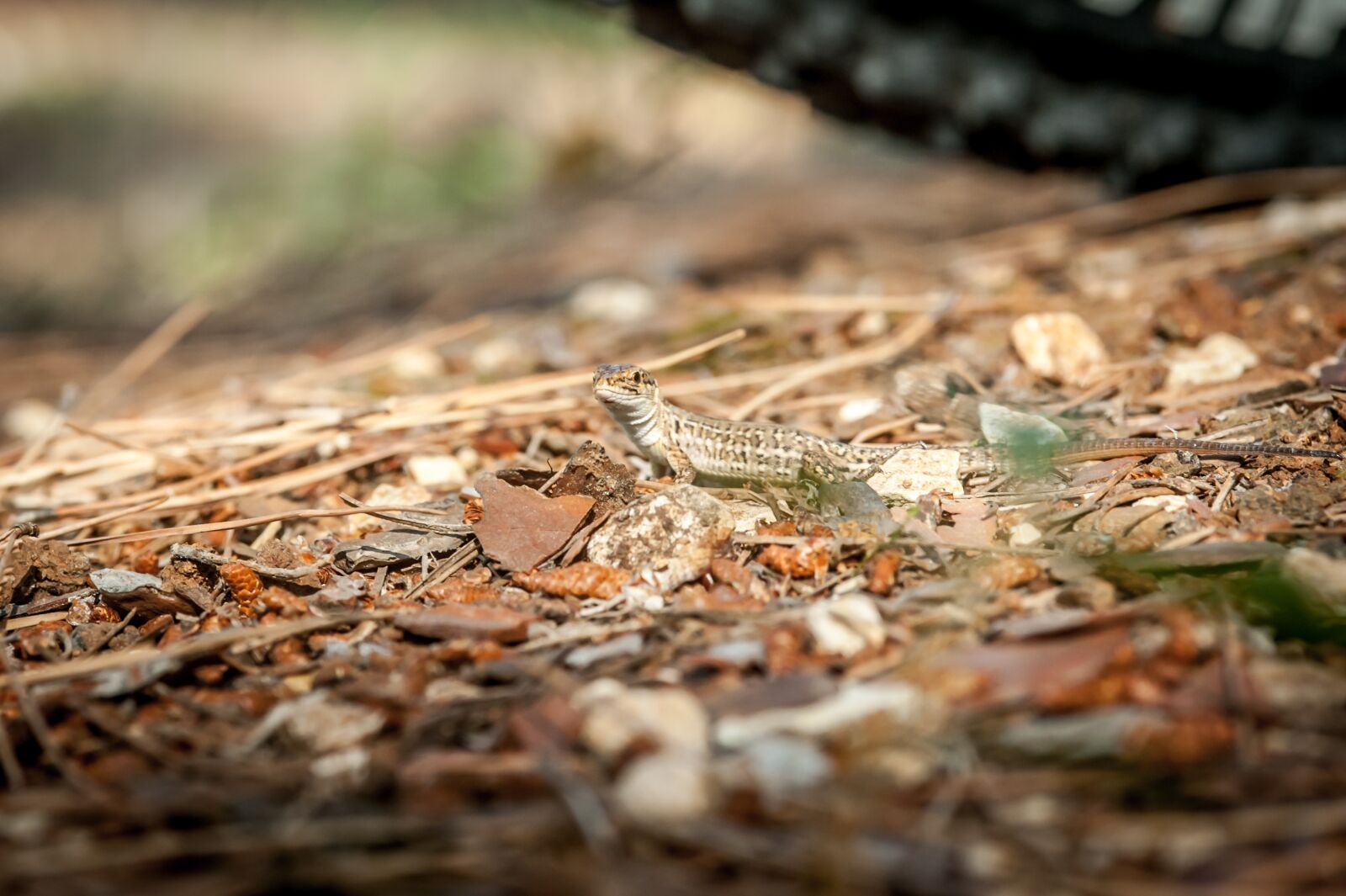 Nikon D700 sample photo. Mediterranean, lizard, animal world photography