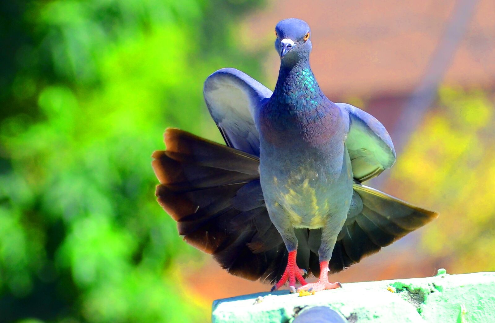 Nikon D7000 sample photo. Pigeon, dove, bird photography